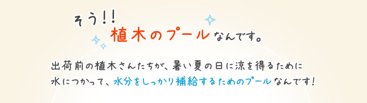 植木のプールなんです