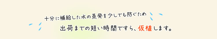出荷まで仮植え