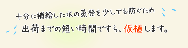 仮植
