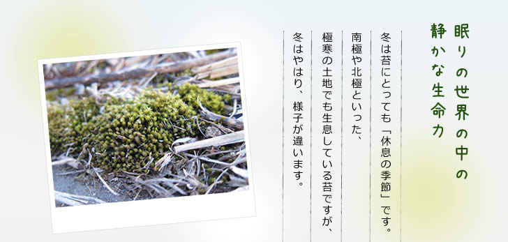 眠りの世界の中の静かな生命力