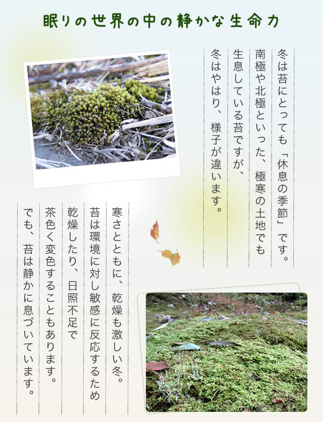 眠りの世界の中の静かな生命力