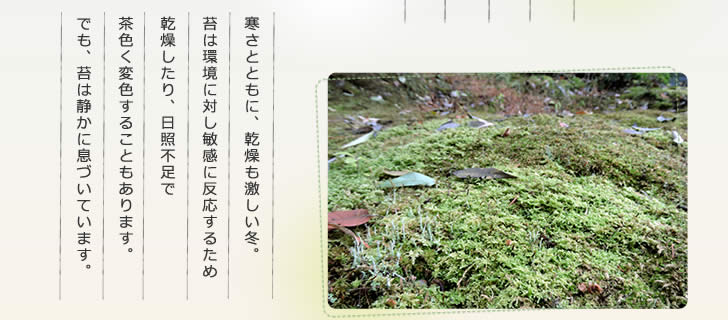 苔は静かに息づいています