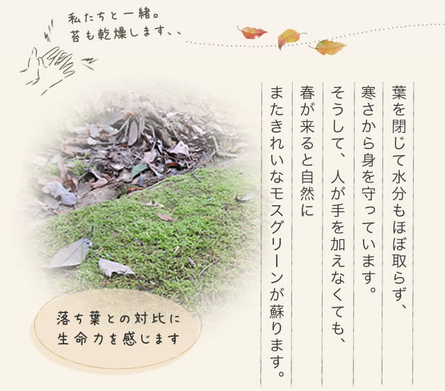 落ち葉との対比に生命力を感じます