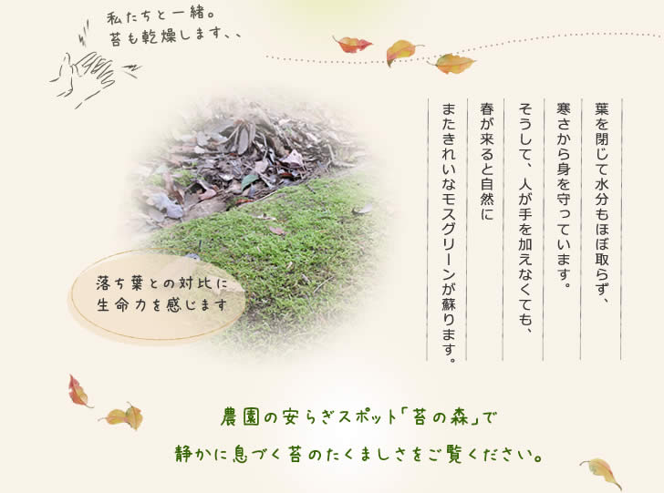 落ち葉との対比に生命力を感じます