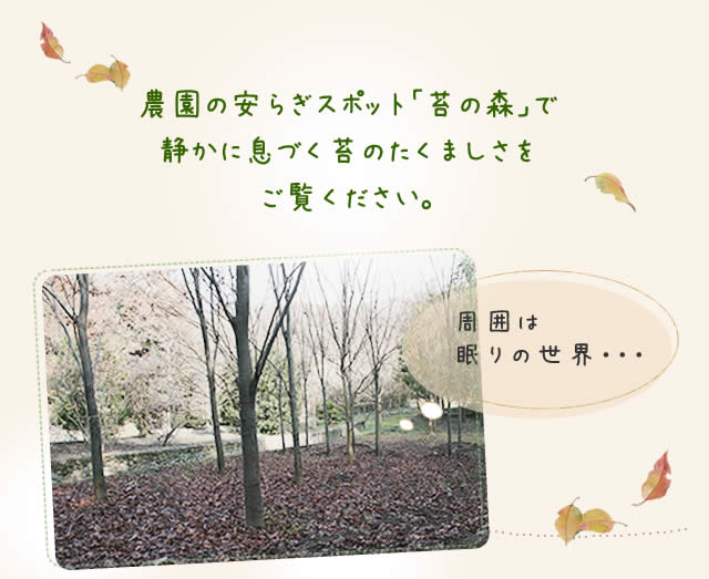 苔は静かに息づいています