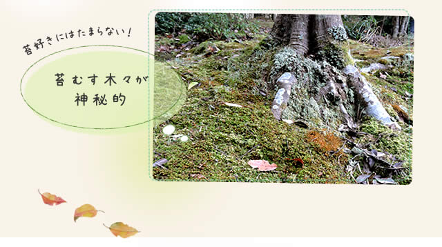 苔むす木々