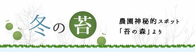 冬の苔