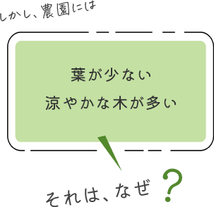 しかし、農園には葉が少ない涼やかな木が多い それはなぜ？