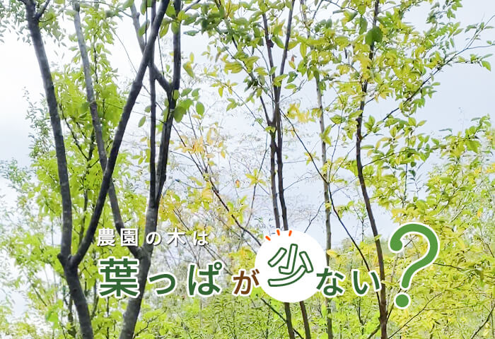 農園の木は葉っぱが少ない？