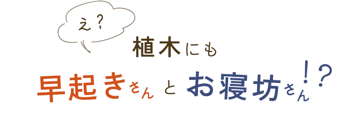 え？植木にも早起きさんとお寝坊さん！？