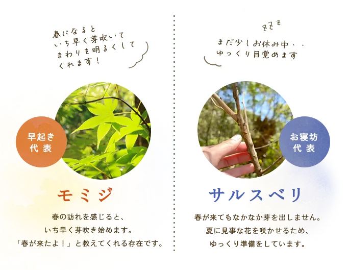 早起き代表モミジ お寝坊代表サルスベリ