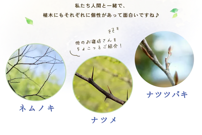 私たち人間と一緒で、植木にもそれぞれに個性があって面白いですね♪