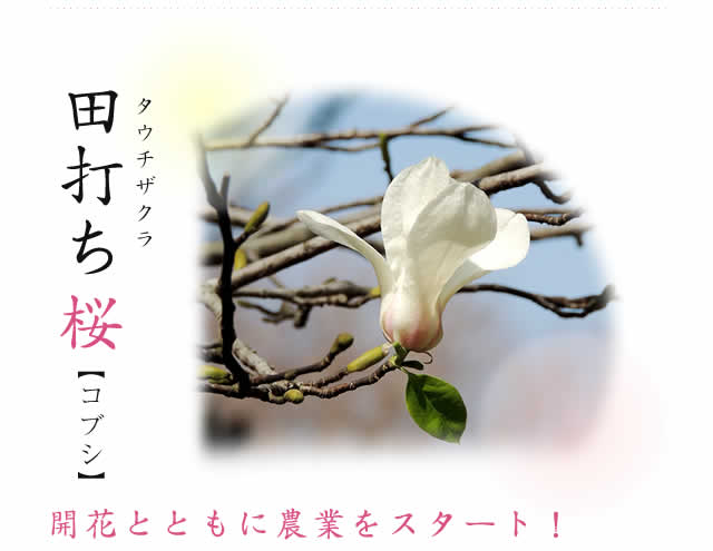 田打ち桜　コブシ