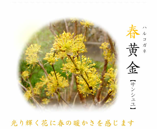 春黄金　サンシュユ