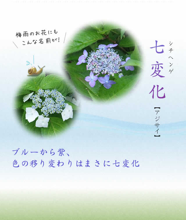 七変化　アジサイ