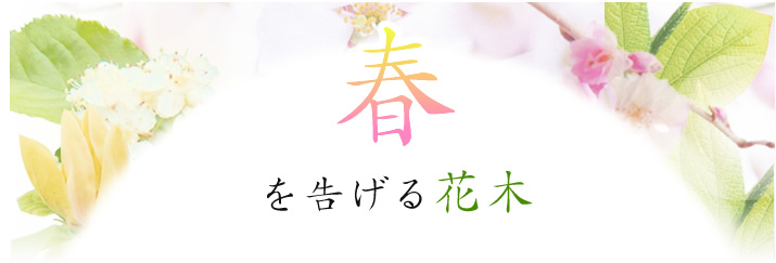 春を告げる花木