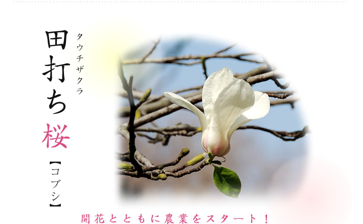 田打ち桜　コブシ