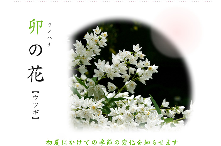 卯の花　ウツギ