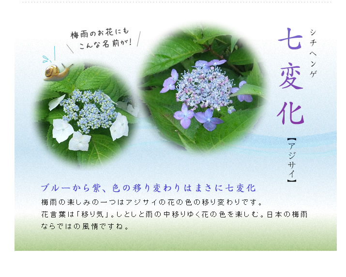 七変化　アジサイ