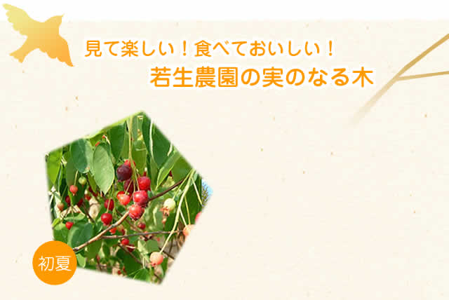 実がなる木の定番
