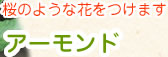 アーモンド