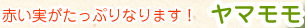 ヤマモモ