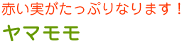 ヤマモモ
