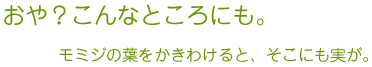 おや、こんなところにも