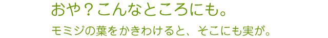 おや、こんなところにも