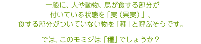 では、このモミジは種でしょうか