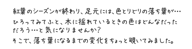 紅葉のシーズンが終わり