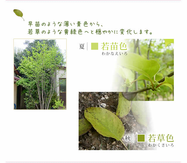 アオハダ