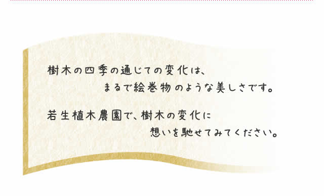 樹木の四季の通じての変化