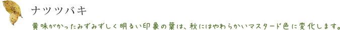 ナツツバキ