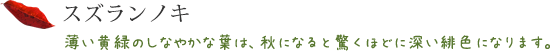 スズランノキ