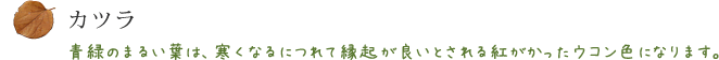 カツラ