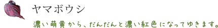 ヤマボウシ