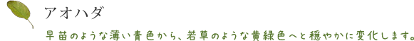 アオハダ