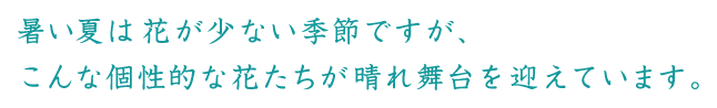 個性的な花たちが晴れ舞台を迎えています