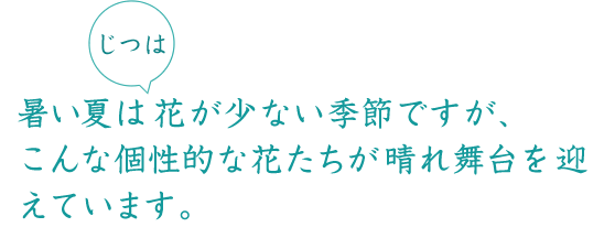 個性的な花たちが晴れ舞台を迎えています