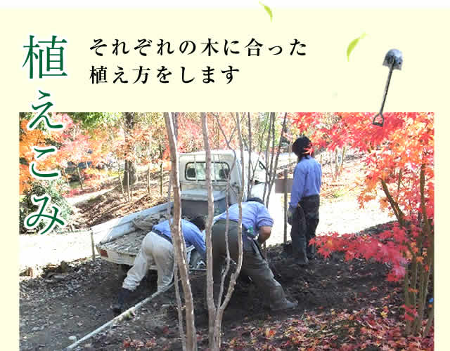 植え込み