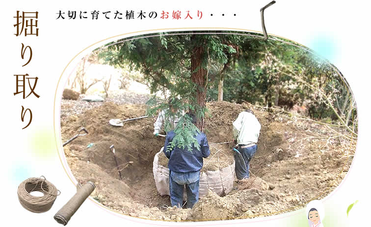 掘り取り