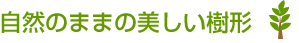 自然のままの美しい樹形