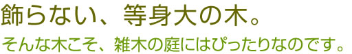 飾らない、等身大の木
