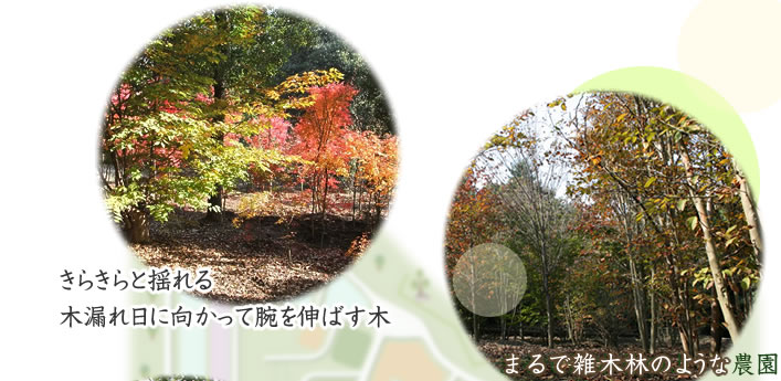 若生農園の様々な木