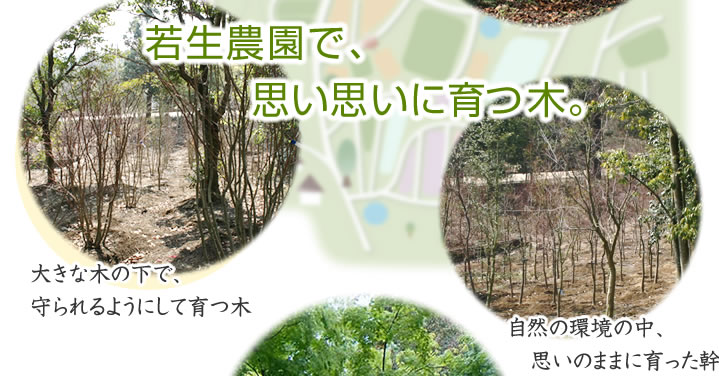 若生農園の様々な木
