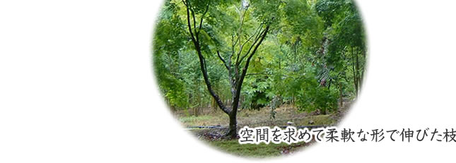 若生農園の様々な木