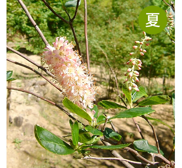 夏
